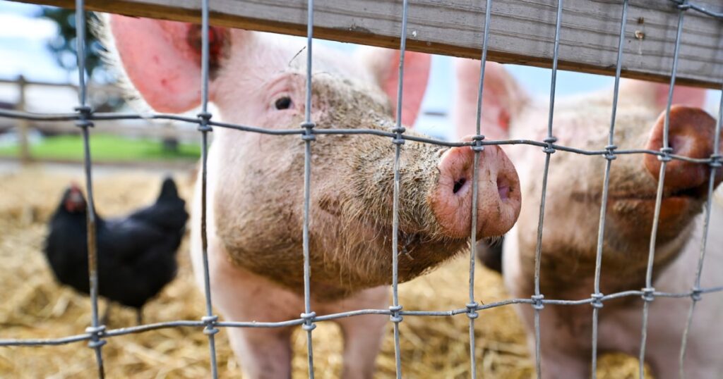 H5n1 Avian Influenza Detected In Pigs For The First Time