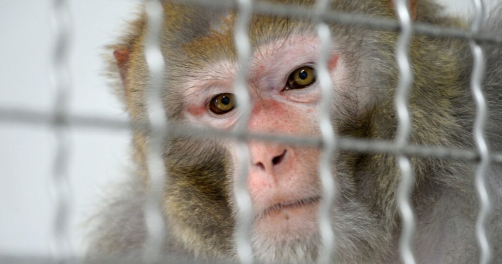 43 Lab Monkeys That Escaped In South Carolina Remain At