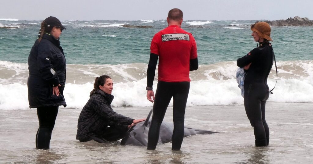Fake Killer Whale Stuck In Australia Is Expected To Be