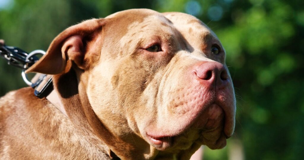 A Memphis Man Says He Was Shot By His Dog