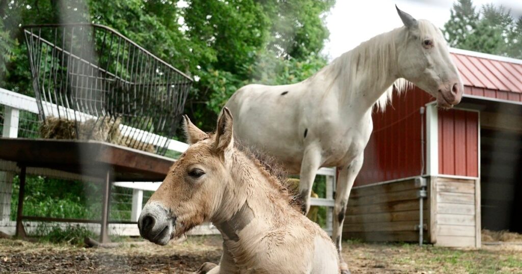 An Unusual Wild Asian Horse Foal Rejected By His Mother
