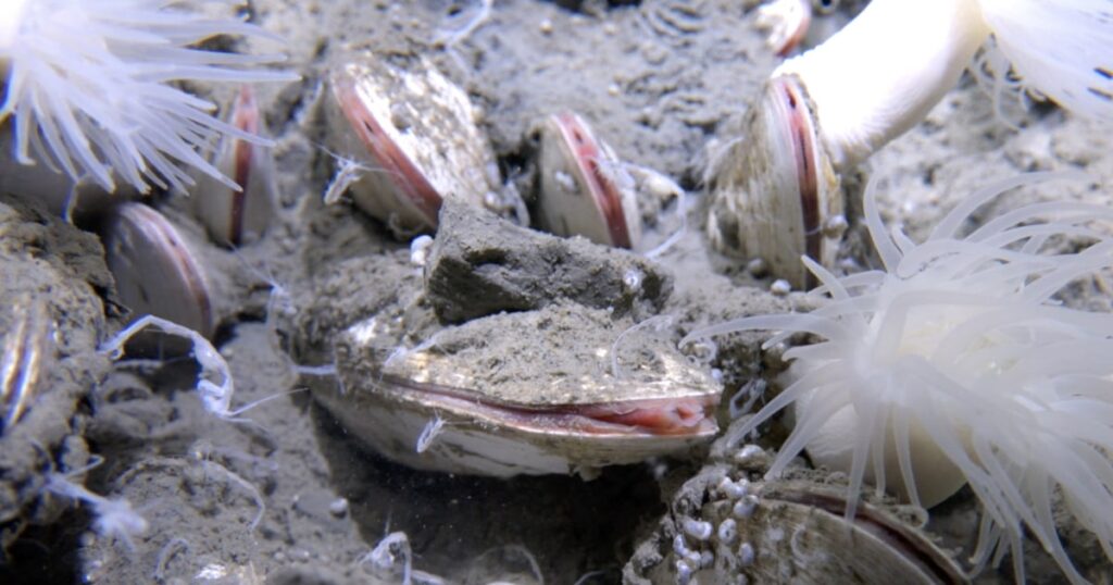 Deep Sea Submarines Discover Thriving Ecosystems