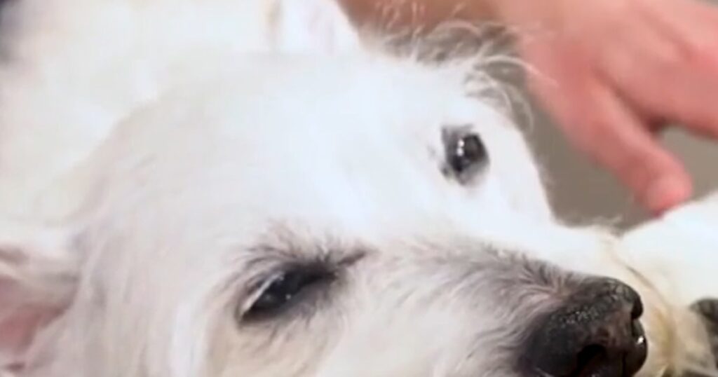 Dog love for bradford piano music goes viral