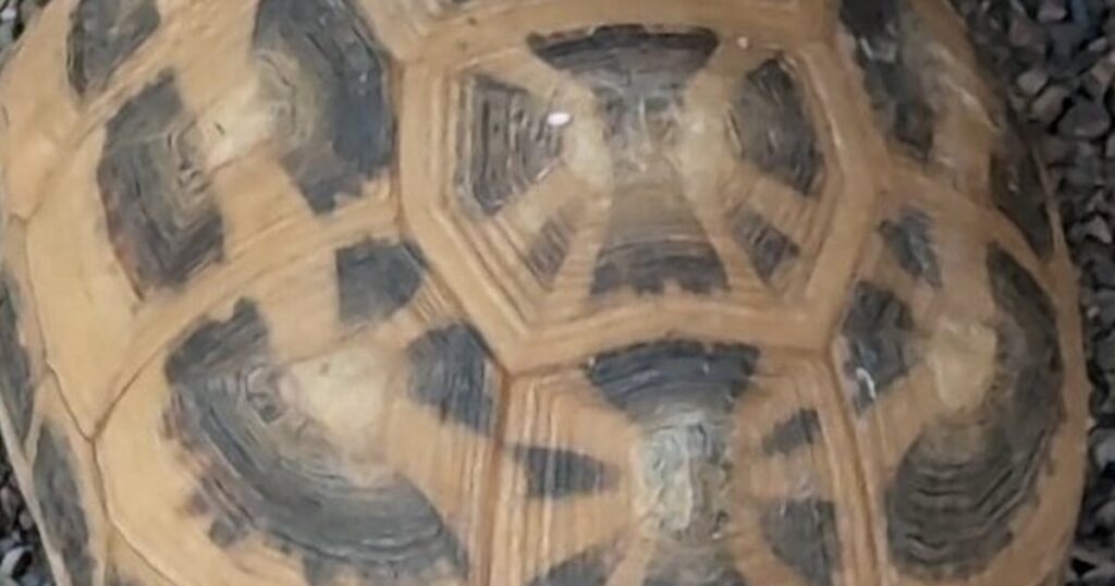 Police searching for suspect after rare turtle stolen