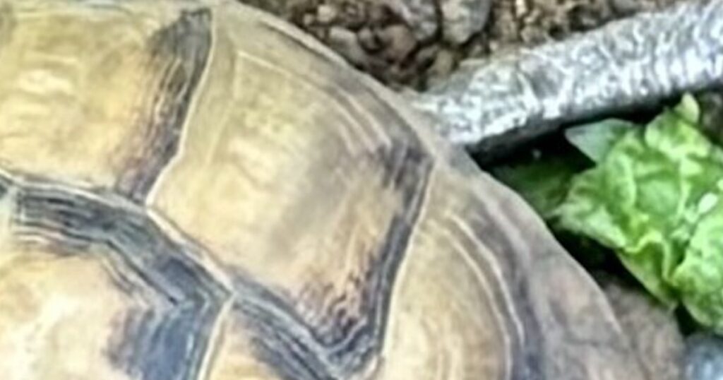 Precious turtle stolen and found safe in indiana