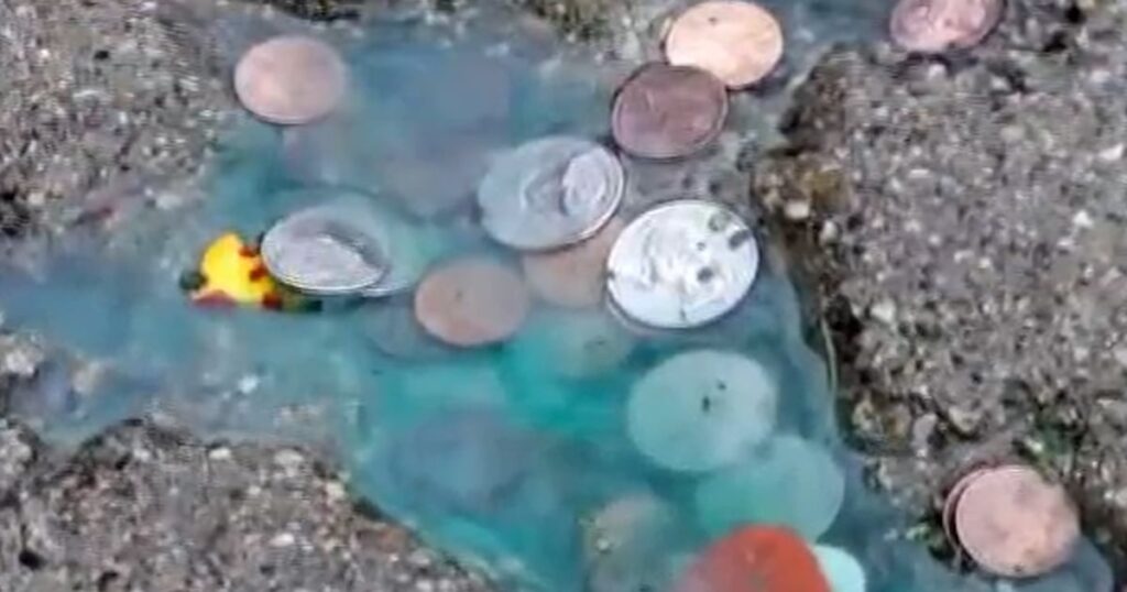 Rat shaped hole in chicago sidewalk wasn't made by a rat