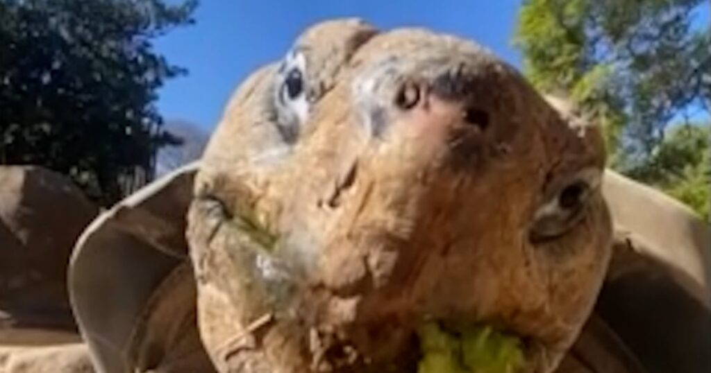 Grandma the galapagos giant tortoise dies at around 141 years