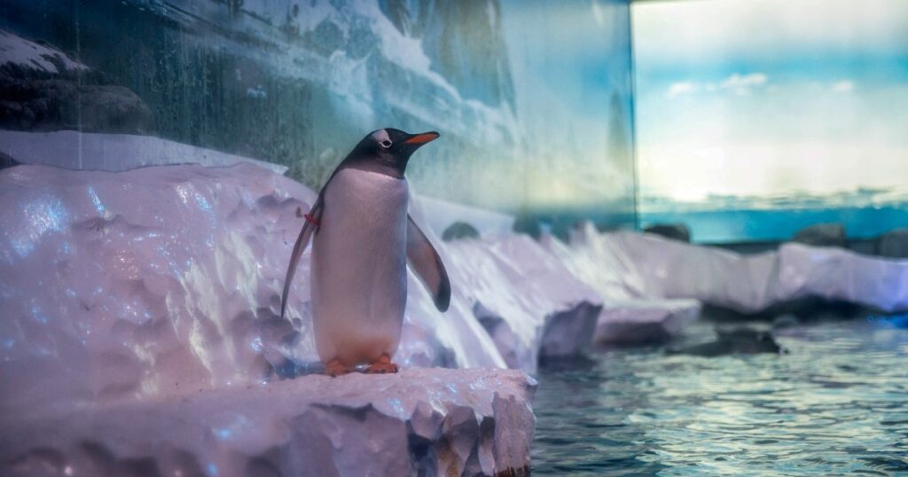 Penguin habitat at london aquarium sparks frosty reaction from protesters