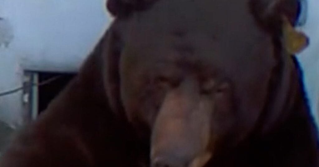 California man finds bear living under his house