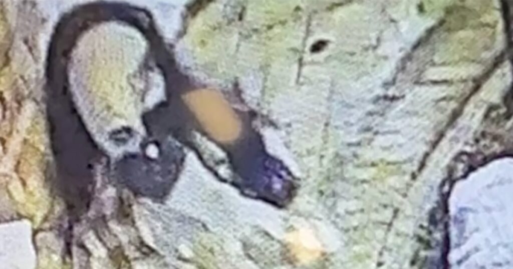 Maryland man uses disguise to kill billionaire philanthropist at nursing