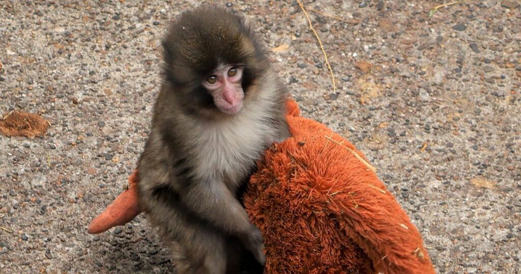 Two people arrested for breaking into punch the monkey's cage