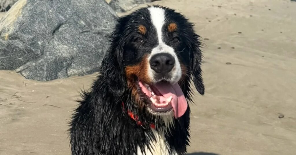 California bill targets negligent pet boarding facilities after dog’s viral