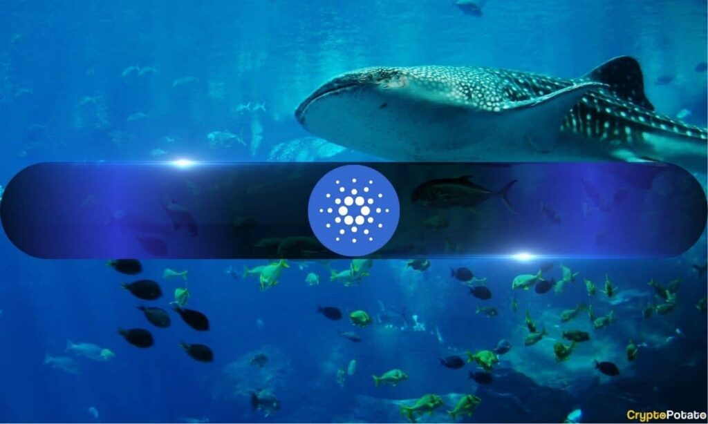 Cardano under pressure: Decline in network activity increases ADA sales