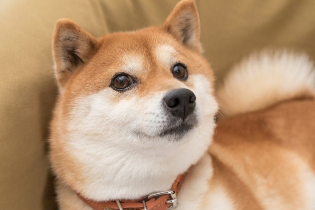 My Honest Opinion of Shiba Inu
